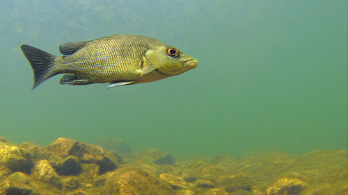 Hephaestus jenkinsi