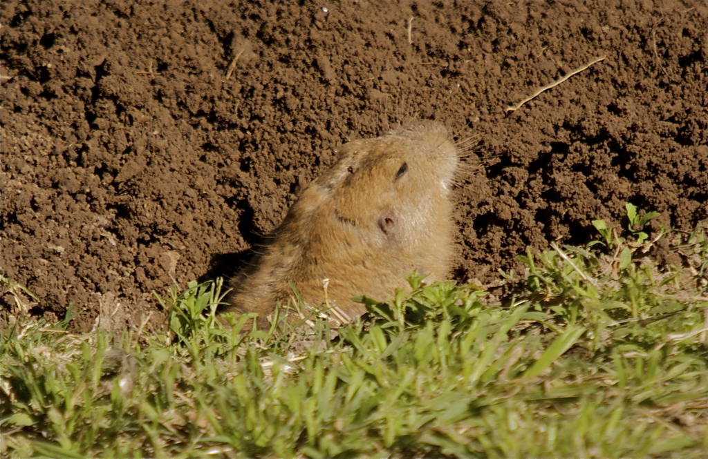 Yellow-faced Pocket Gopher (Cratogeomys castanops) - Know Your Mammals