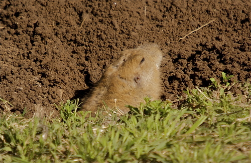 Yellow-faced Pocket Gopher