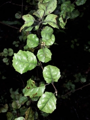 Alseuosmia banksii