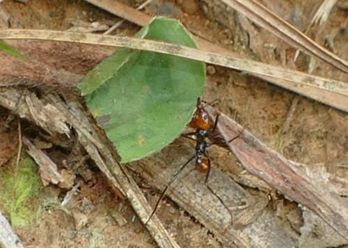 Leafcutter ant