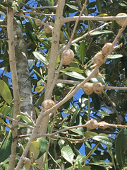 Callirhytis quercusbatatoides