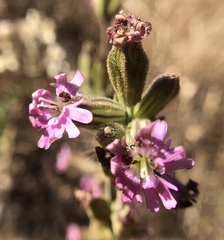 Silene scouleri