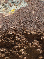 Acarospora oreophila