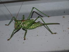 Neobarrettia spinosa