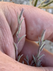 Chloropyron tecopense