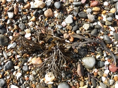 Xiphophora chondrophylla