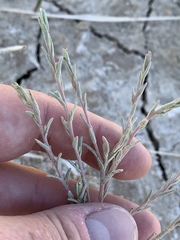 Chloropyron tecopense