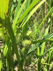 Carex frankii