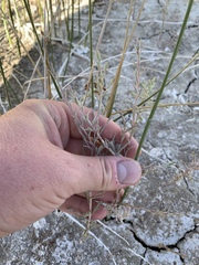 Chloropyron tecopense