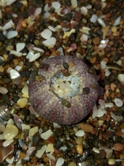 Amblypneustes elevatus