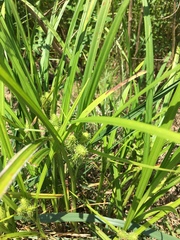Carex frankii