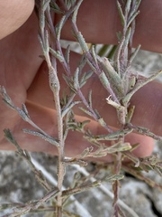 Chloropyron tecopense