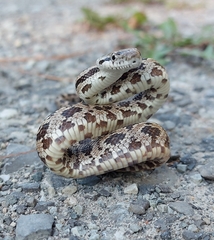 Eastern Rat Snake photo 3