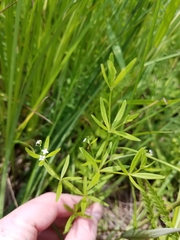 Galium obtusum