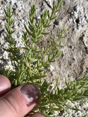 Nitrophila occidentalis