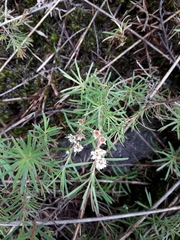 Kunzea linearis