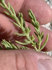 Nitrophila occidentalis