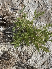 Nitrophila occidentalis