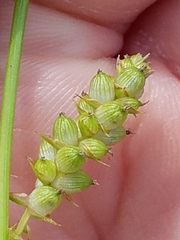 Carex conoidea