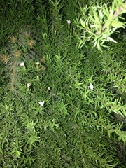 Brickellia spinulosa