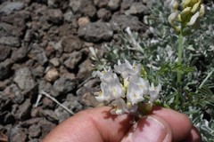 Astragalus whitneyi