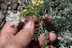 Astragalus whitneyi