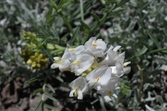 Astragalus whitneyi