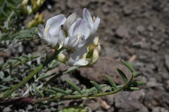 Astragalus whitneyi