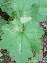 Phytomyza tiarellae