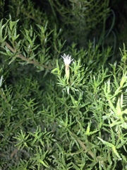 Brickellia spinulosa