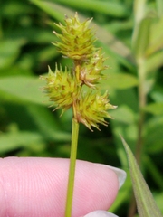 Carex molesta