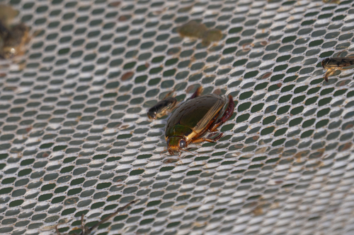iNaturalist observation photo of Cybister explanatus