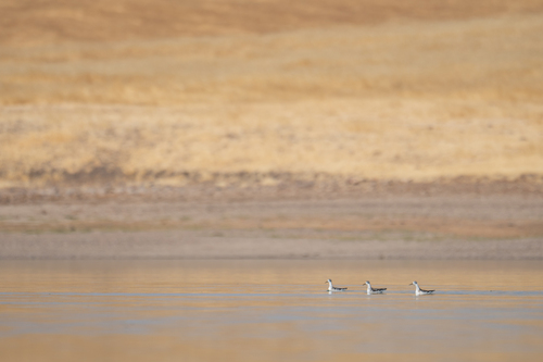 iNaturalist observation photo of Red-necked Phalarope