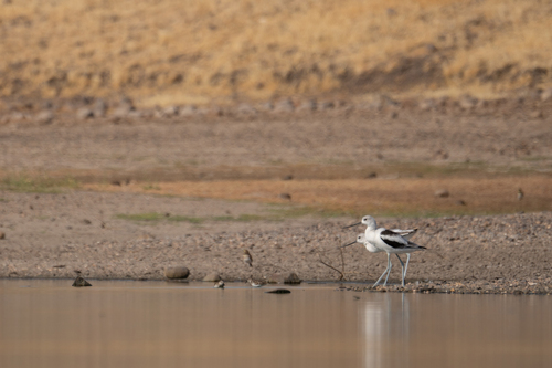 iNaturalist observation photo of American Avocet