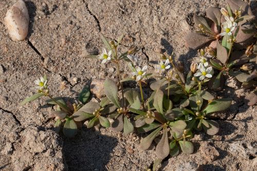 iNaturalist observation photo of green carpetweed