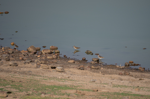 iNaturalist observation photo of Least Sandpiper