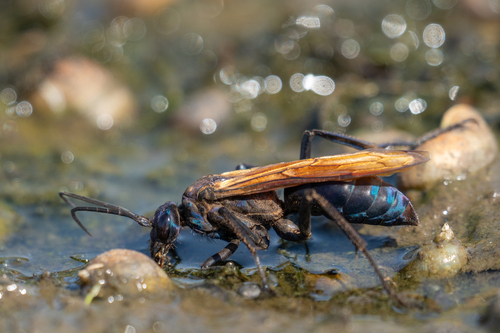 iNaturalist observation photo of New World Tarantula-hawk Wasps