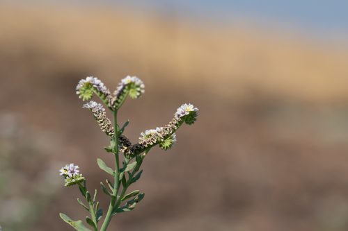 iNaturalist observation photo of alkali heliotrope
