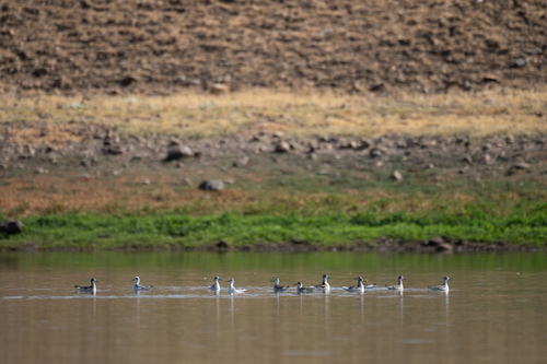 iNaturalist observation photo of Red-necked Phalarope