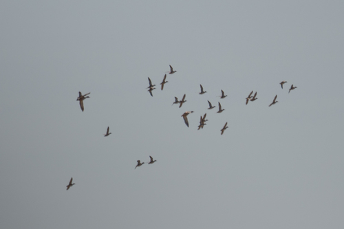 iNaturalist observation photo of Green-winged Teal