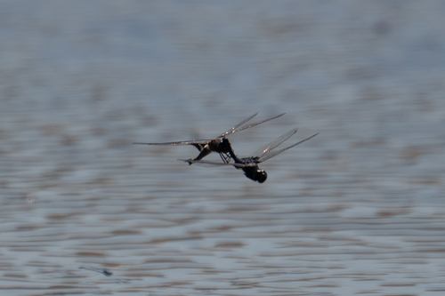 iNaturalist observation photo of Black Saddlebags