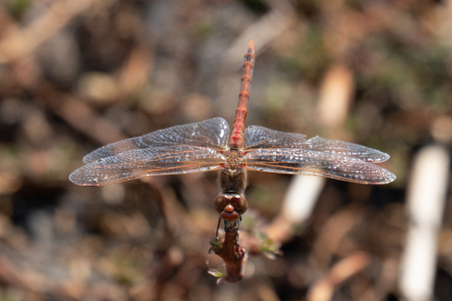 iNaturalist observation photo of Variegated Meadowhawk