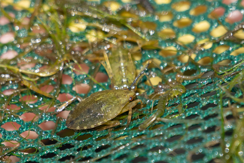iNaturalist observation photo of Belostoma