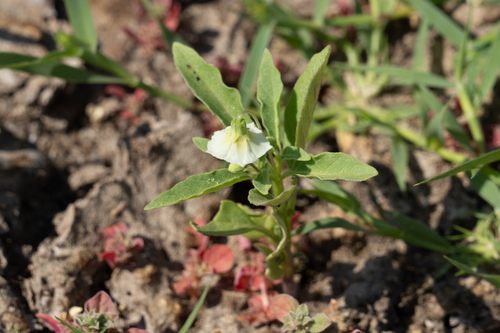 iNaturalist observation photo of cutleaf groundcherry