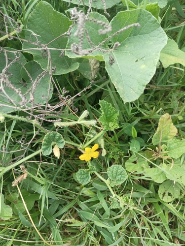 Cucumis sativus