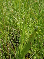 Platanthera flava herbiola