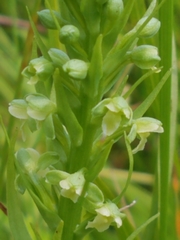 Platanthera flava herbiola