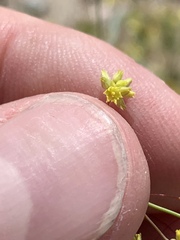 Eriogonum contiguum