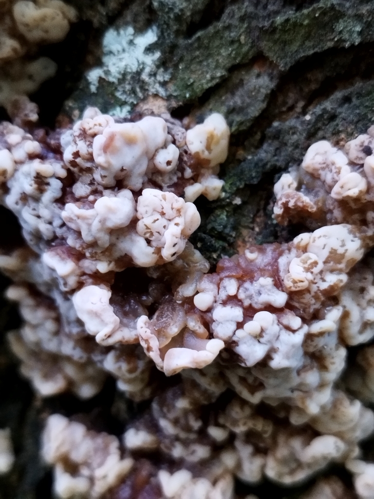 Protohydnum pululahuanum · March 2024 · photo: © seba_fornes (iNaturalist, cc-by)